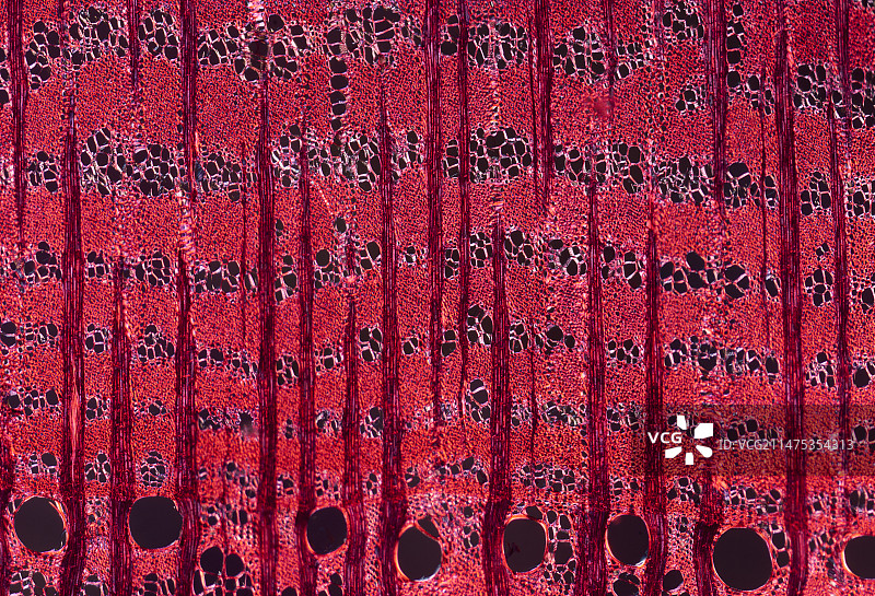 英国榆树横截面偏振光显微照片图片素材