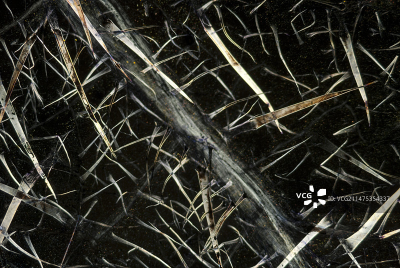 荨麻叶偏振光显微照片图片素材