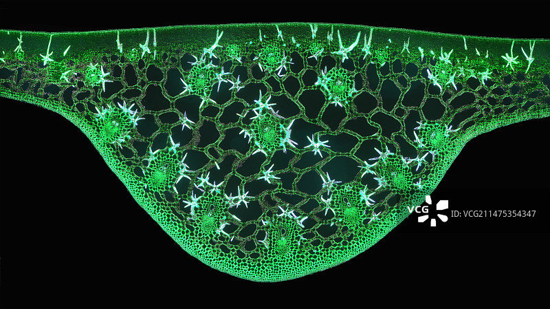 睡莲茎中的石细胞，偏振光显微照片图片素材