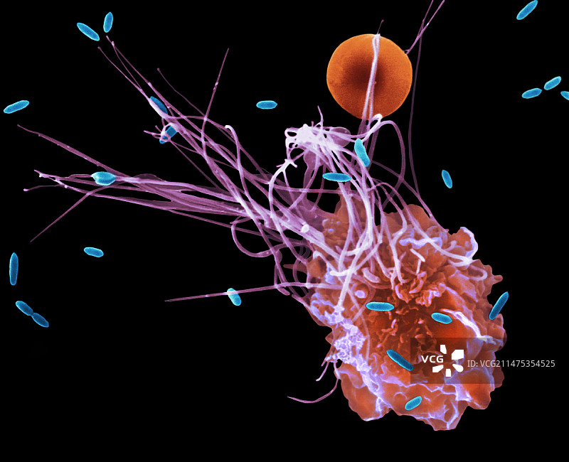 大肠杆菌的肺泡巨噬细胞吞噬作用（扫描电子显微镜）图片素材