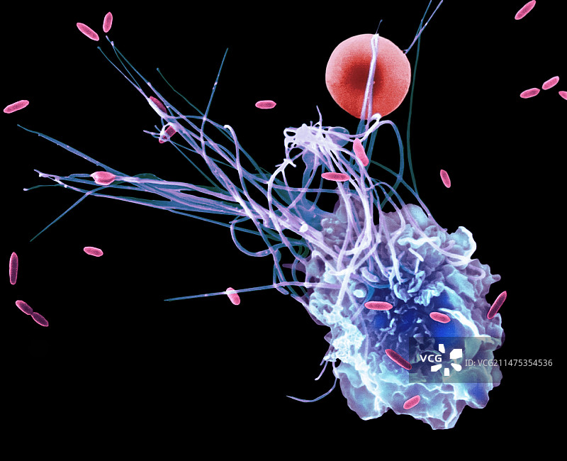 大肠杆菌的肺泡巨噬细胞吞噬作用（扫描电子显微镜）图片素材
