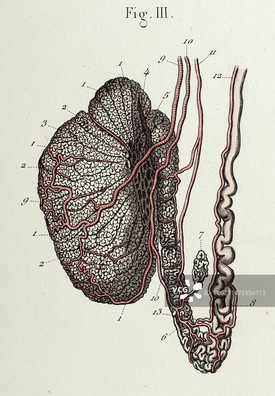 睾丸解剖结构，1866年插图图片素材