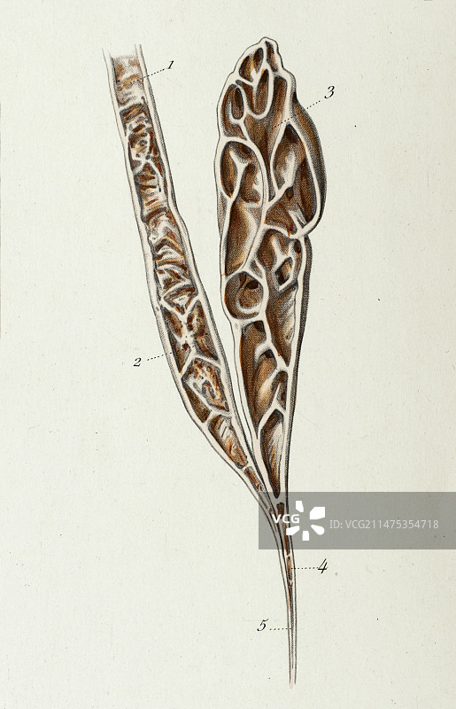 1866年输精管和精囊图示图片素材