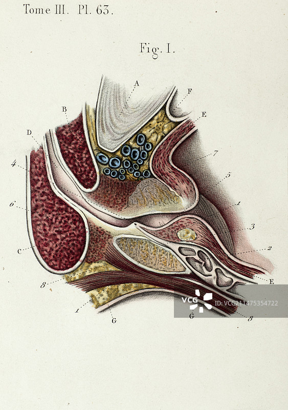 前列腺解剖图，1866年图片素材