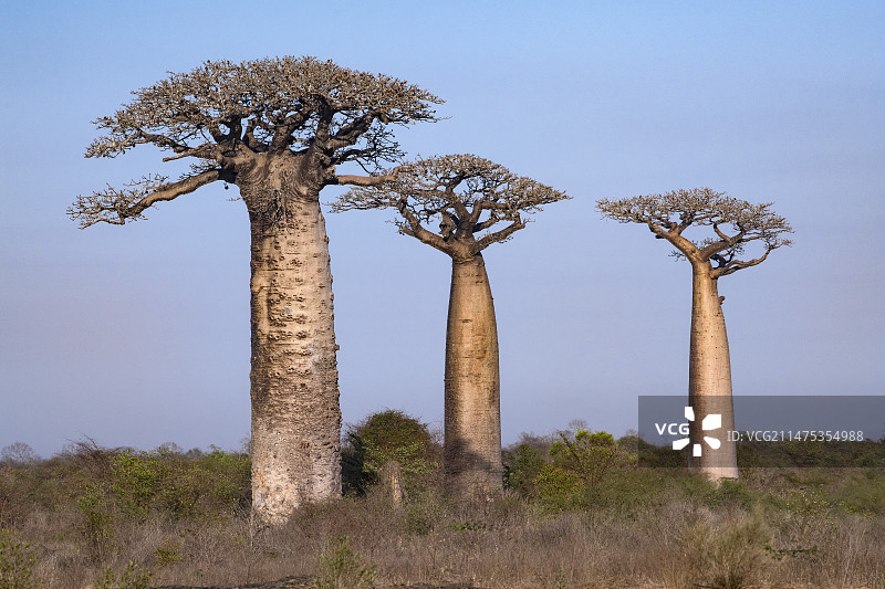 马达加斯加西部猴面包树图片素材