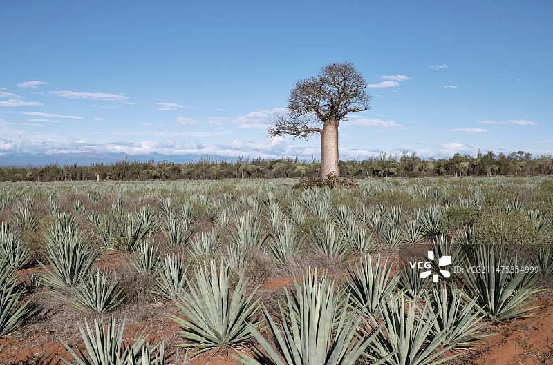 非本土剑麻种植园中的猴面包树图片素材