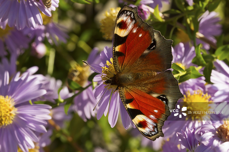 欧洲孔雀蛱蝶图片素材
