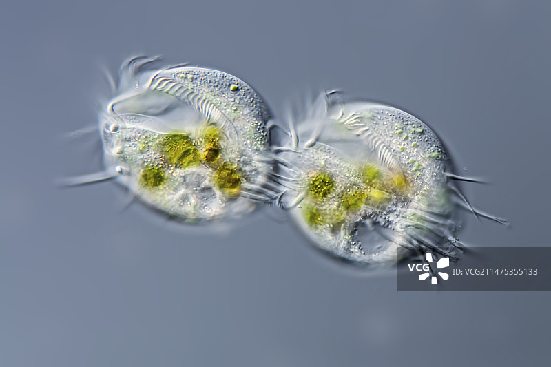 栉发虫属纤毛虫，光学显微照片图片素材