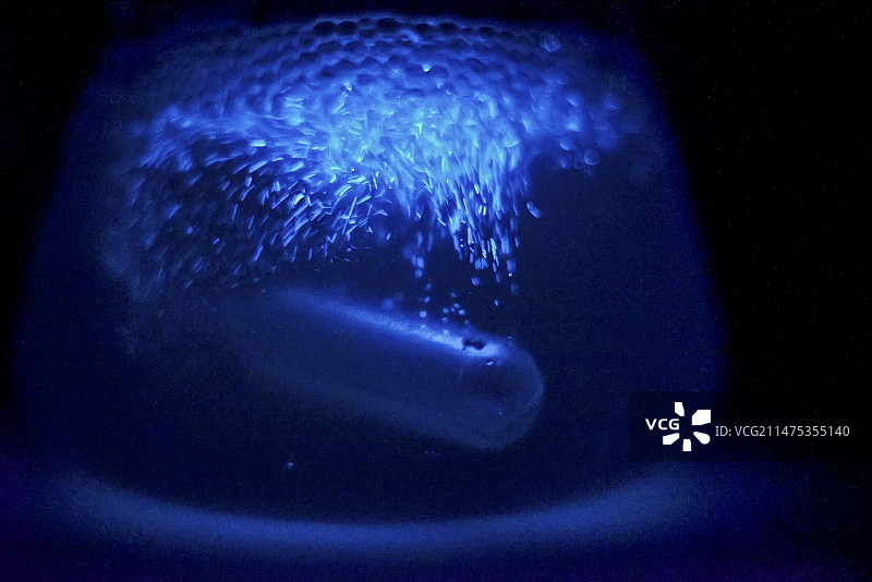 锥状火体虫的生物发光图片素材
