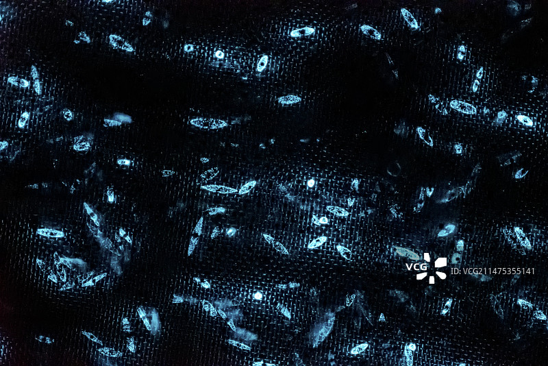 锥状火体虫的生物发光图片素材