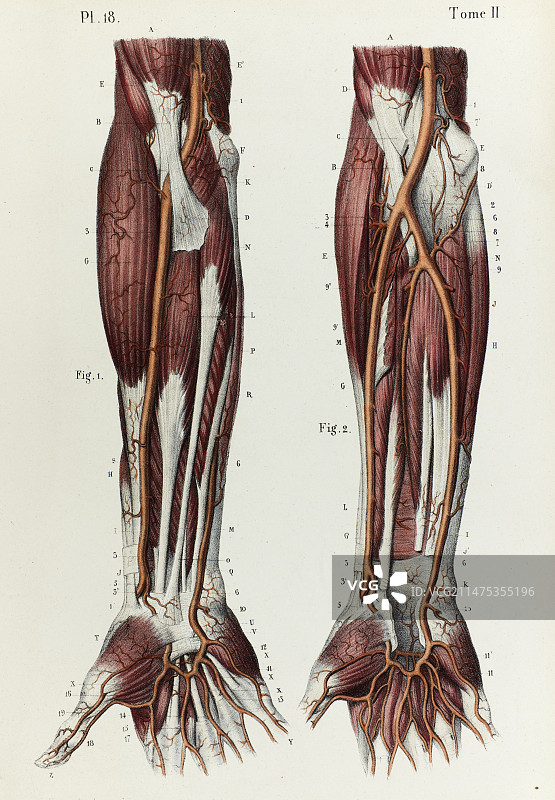 1866年绘制的下臂动脉图图片素材