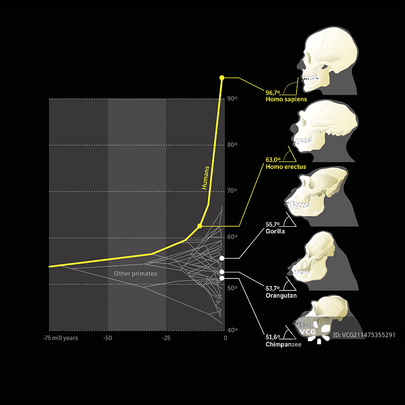 人科动物颅骨-下颌角对比图图片素材