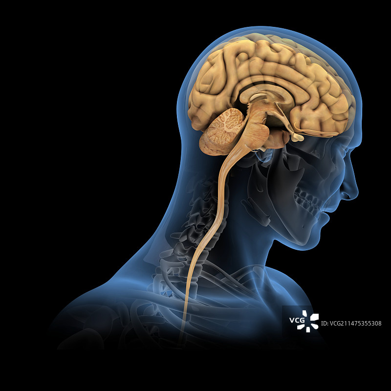 大脑和颅骨解剖结构图图片素材