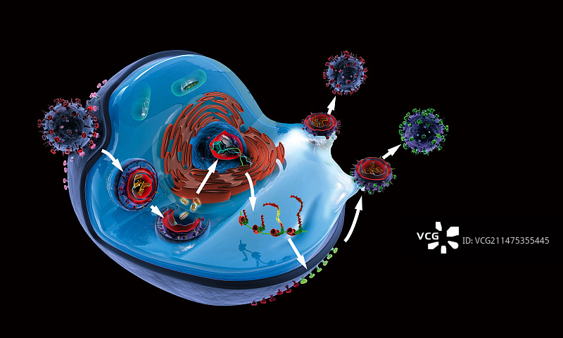 流感病毒生命周期图示图片素材