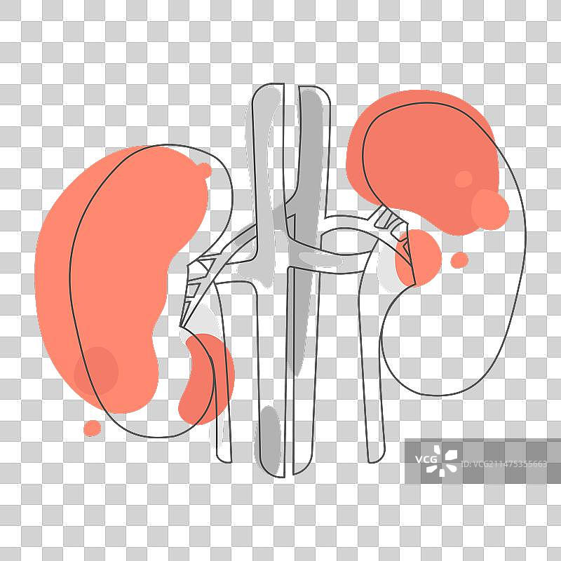 人体解剖肾脏线条艺术图图片素材