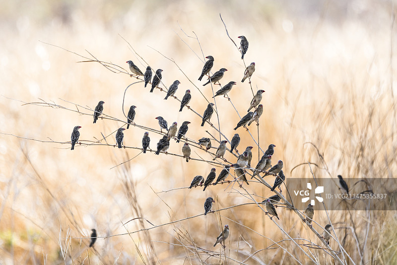 红嘴奎利亚雀群图片素材