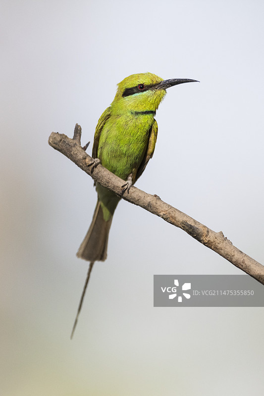 小绿蜂虎图片素材