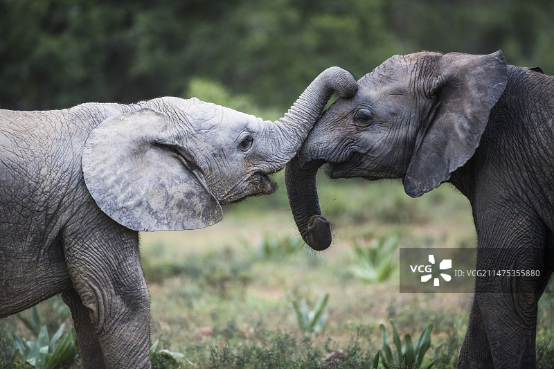 演奏非洲象响棒图片素材