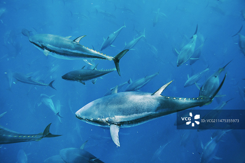 地中海金枪鱼养殖场图片素材