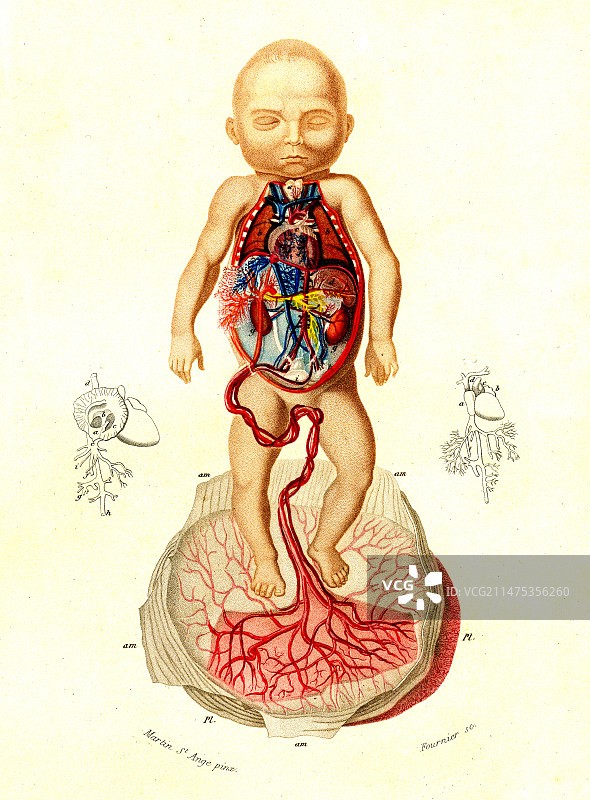 19世纪胎儿血液供应插图图片素材