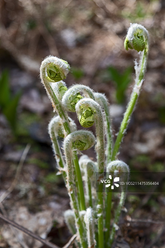 春天里展开的蕨类植物叶子图片素材