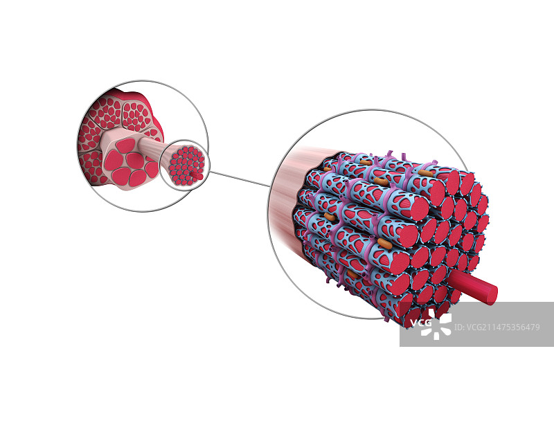 肌肉结构插画图片素材