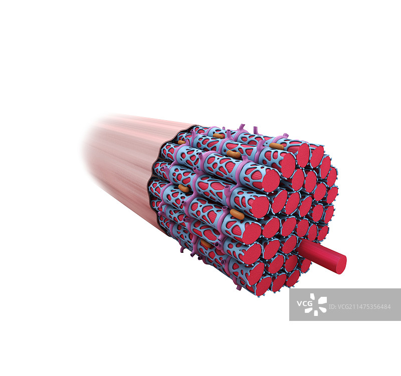 肌肉纤维结构图图片素材