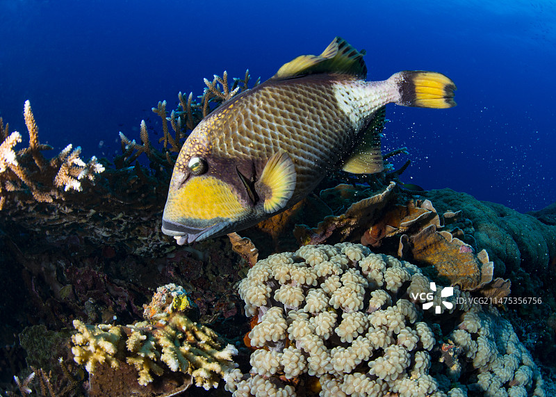 泰坦炮弹鱼图片素材