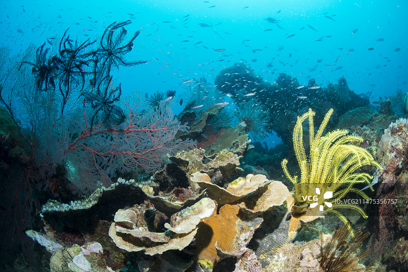 海百合在暗礁上觅食图片素材