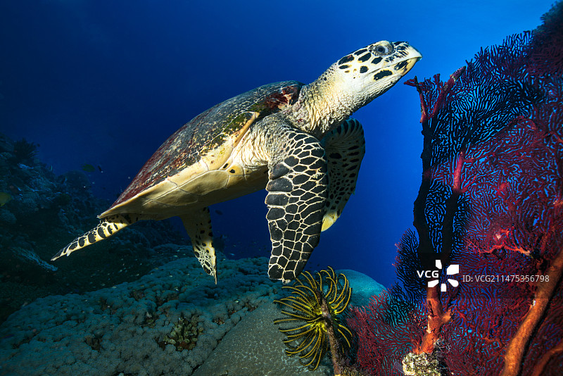 游过珊瑚礁的玳瑁海龟图片素材