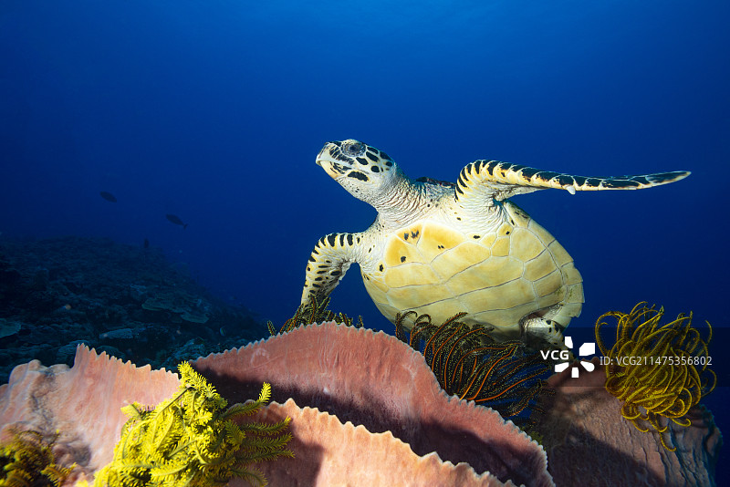 游过珊瑚礁的玳瑁海龟图片素材