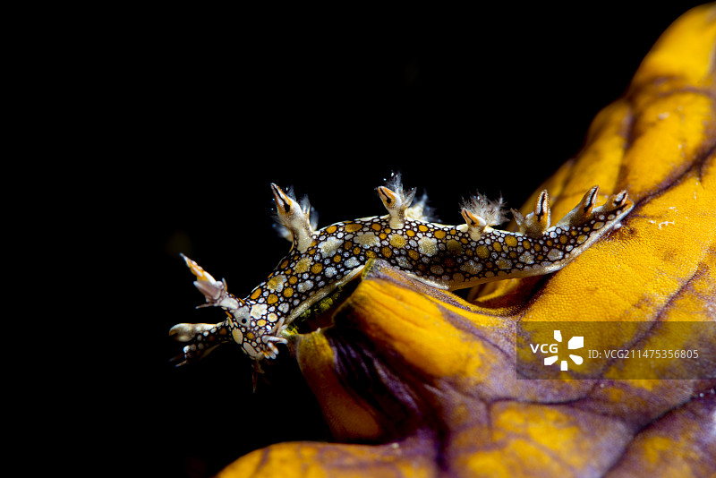 裸鳃亚目动物图片素材