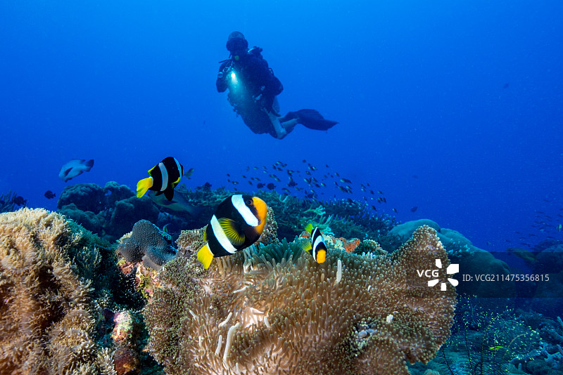 水肺潜水员和小丑鱼图片素材