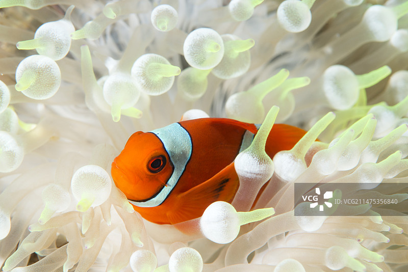 漂白海葵中的小丑鱼图片素材
