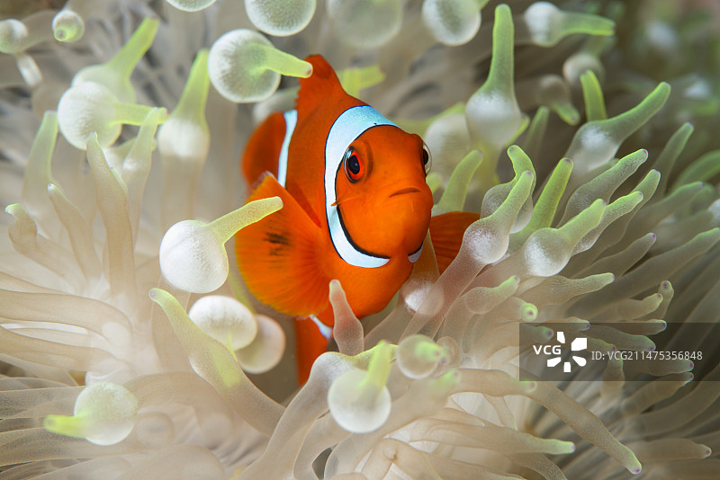 漂白海葵中的小丑鱼图片素材
