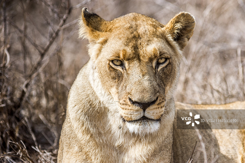 斯威士兰赫拉内皇家禁猎区的母狮图片素材