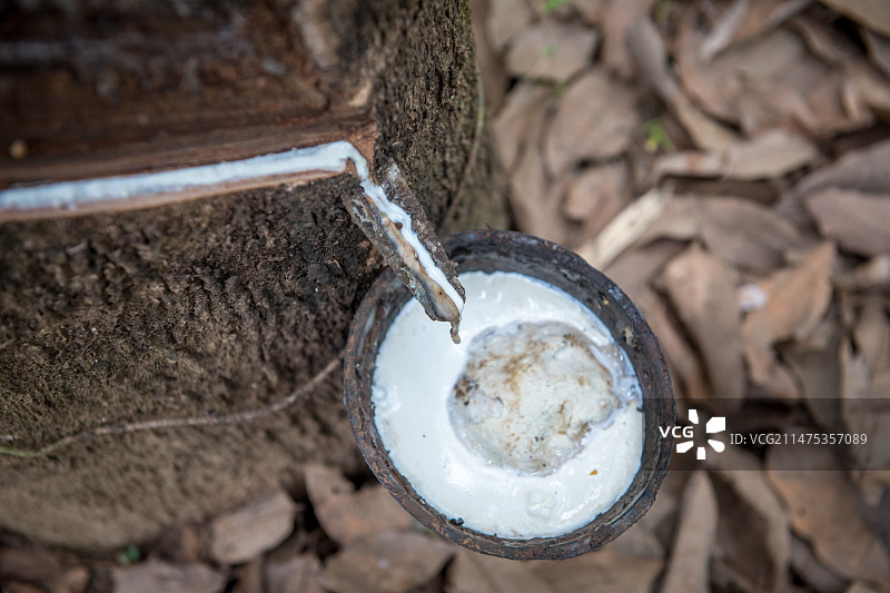 从几内亚的橡胶树上采集乳胶图片素材