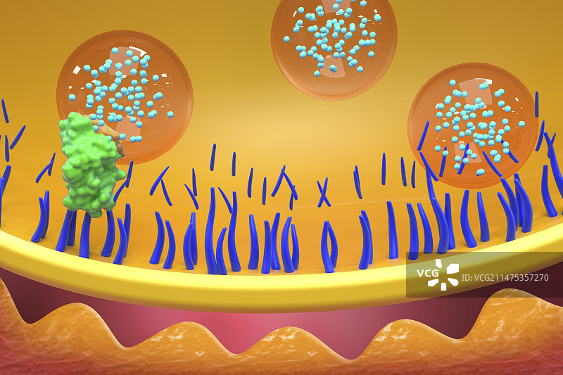 肉毒杆菌毒素神经阻滞机制图图片素材