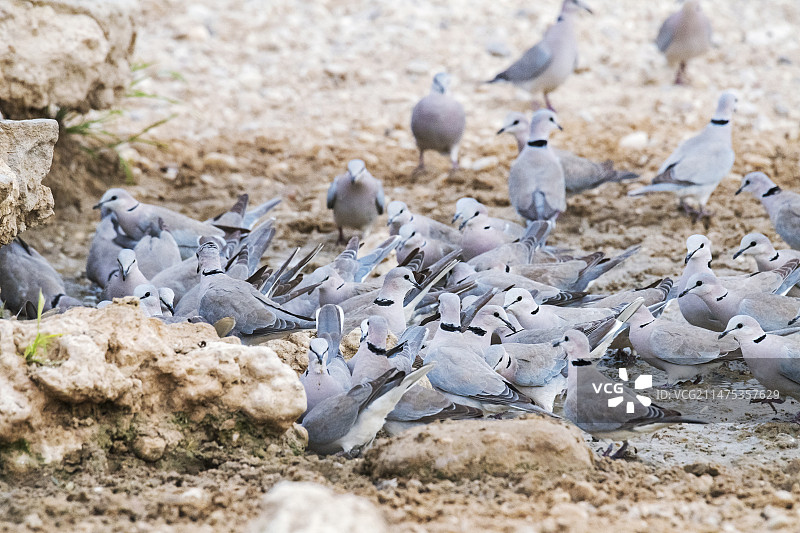 好望角斑鸠饮水图片素材