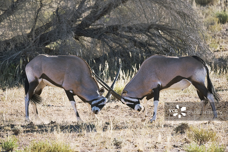 长角羚的角图片素材