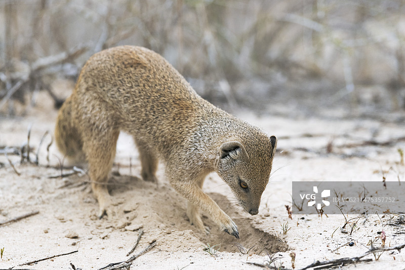 在沙中挖掘的黄色獴图片素材