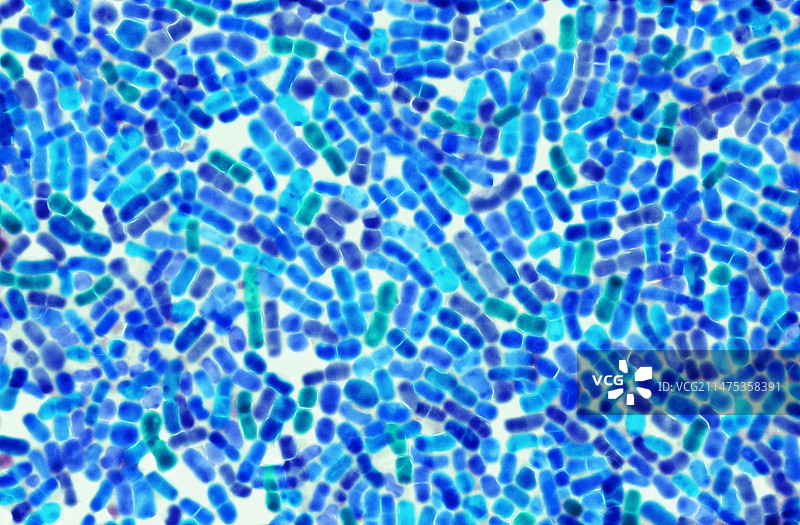 金氏金黄杆菌，透射电子显微镜图片素材