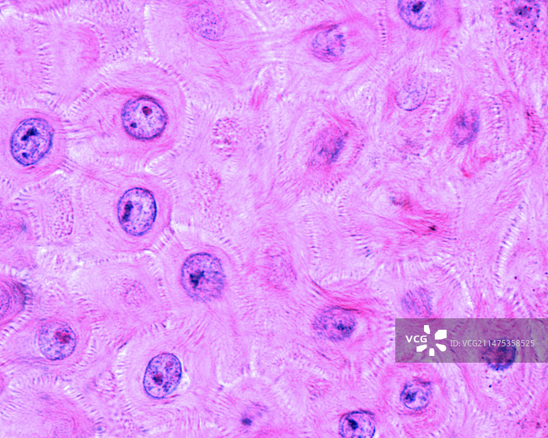 表皮棘层光学显微照片图片素材