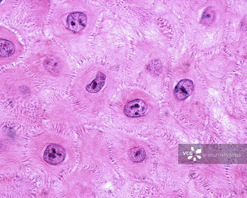 表皮棘层光学显微照片图片素材
