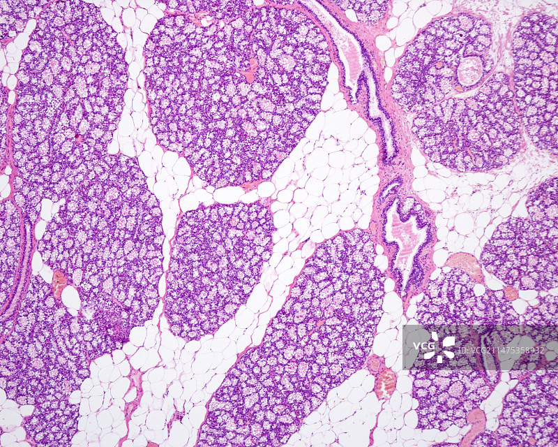 妊娠期乳腺组织，光学显微照片图片素材
