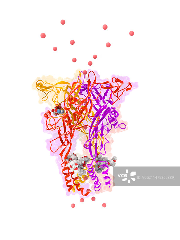 P2XR4嘌呤受体分子图解图片素材