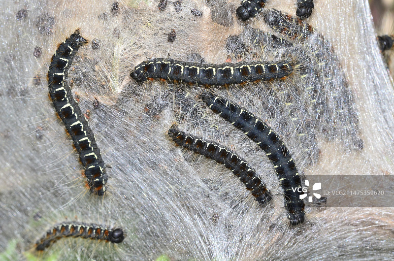 小型草地毛虫图片素材