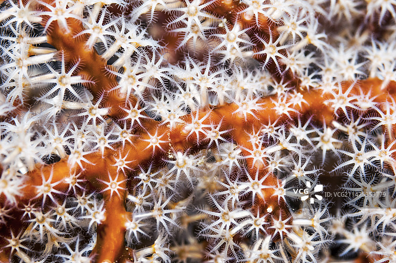 柳珊瑚珊瑚虫图片素材