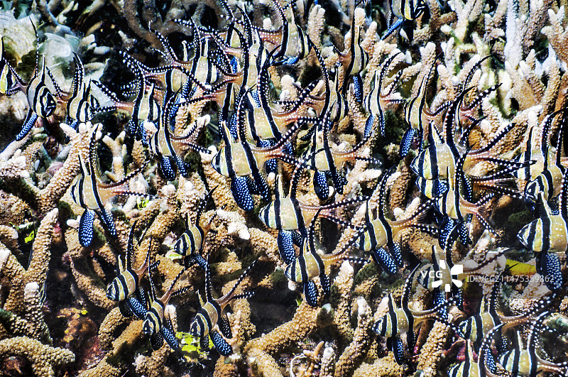 邦盖海丁鱼图片素材