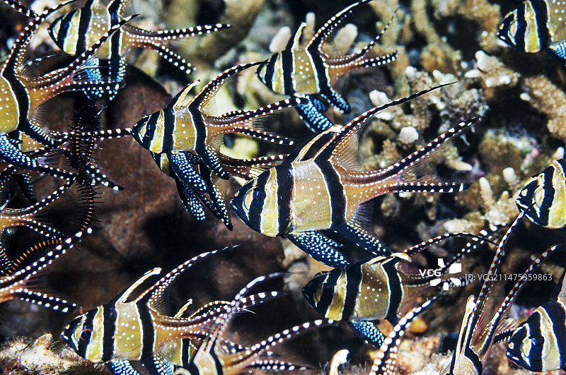 邦盖海丁鱼图片素材